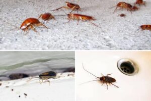 como-detectar-cucarachas-en-casa