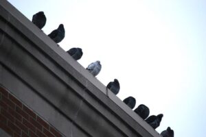 como-sacar-las-palomas-de-las-cornisas
