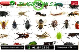 es-peligroso-ver-insectos-en-casa