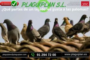 partes-tejado-gusta-palomas