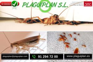 vivienda-libre-de-cucarachas