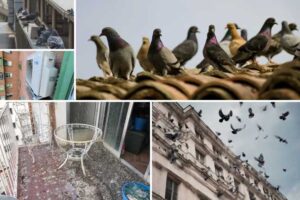 eliminar-plaga-de-palomas