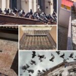 por-que-las-palomas-se-convierten-en-plaga