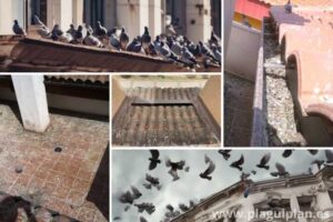 por-que-las-palomas-se-convierten-en-plaga