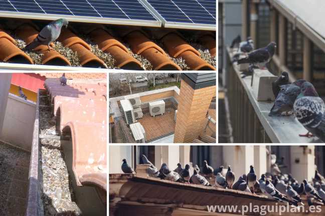 consecuencias-de-tener-palomas-en-casa