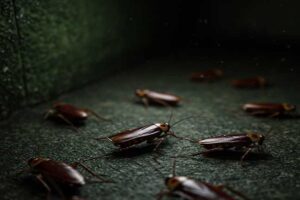 como-deshacerse-de-las-cucarachas