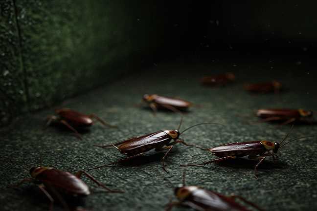 como-deshacerse-de-las-cucarachas