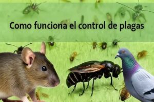como-funciona-el-control-de-plagas