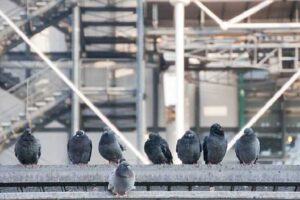 molestias-que-producen-las-palomas