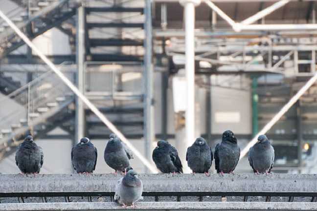 molestias-que-producen-las-palomas