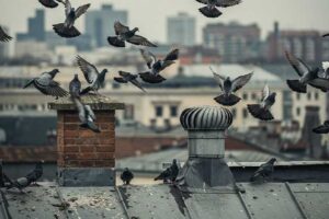 soluciones-efectivas-contra-palomas