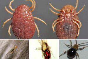 que-parásitos-pueden-transportar-las-palomas