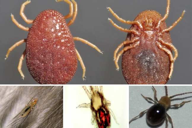 que-parásitos-pueden-transportar-las-palomas