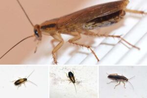 terminar-con-las-cucarachas-alemanas