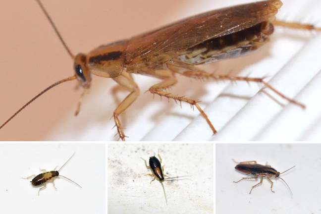 terminar-con-las-cucarachas-alemanas