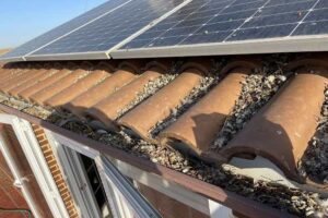 palomas-bajo-las-placas-fotovoltaicas