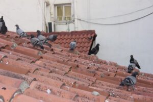 ruidos-de-aves-en-el-tejado