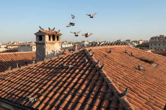 Control de Palomas Eficaz y Económico