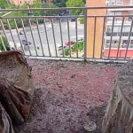 palomas en balcón de vivienda urbana