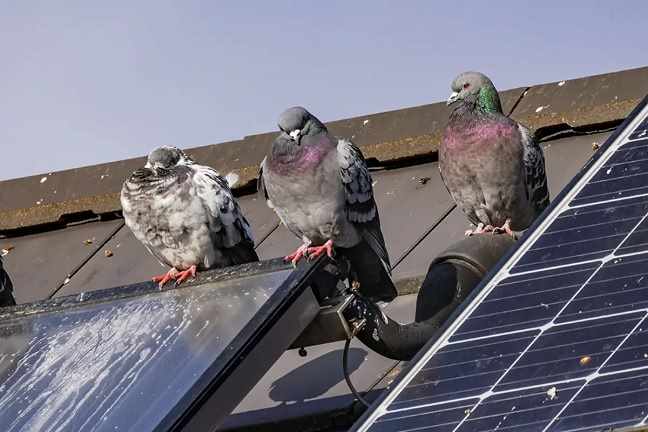 que-pasa-cuando-tienes-palomas-en-tus-placas-solares