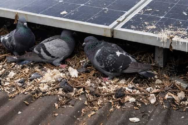 que-pasa-cuando-tienes-palomas-placas-solares