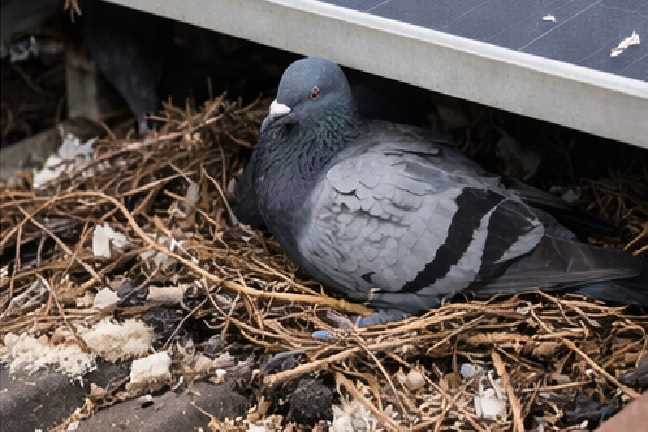 que-pasa-cuando-tienes-palomas-en-tus-placas-solares